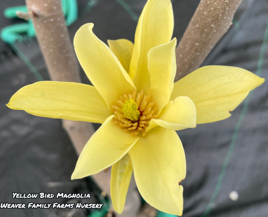 The Magic of Yellow Bird Magnolia Trees: Beauty and Benefits for Your Garden