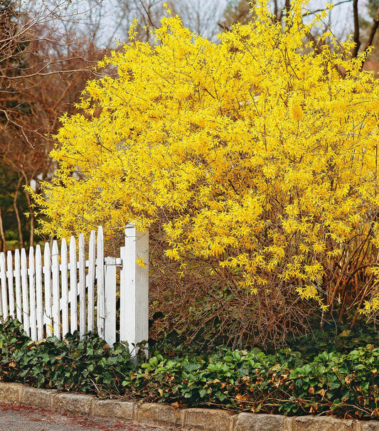 Gold Forsythia Plant