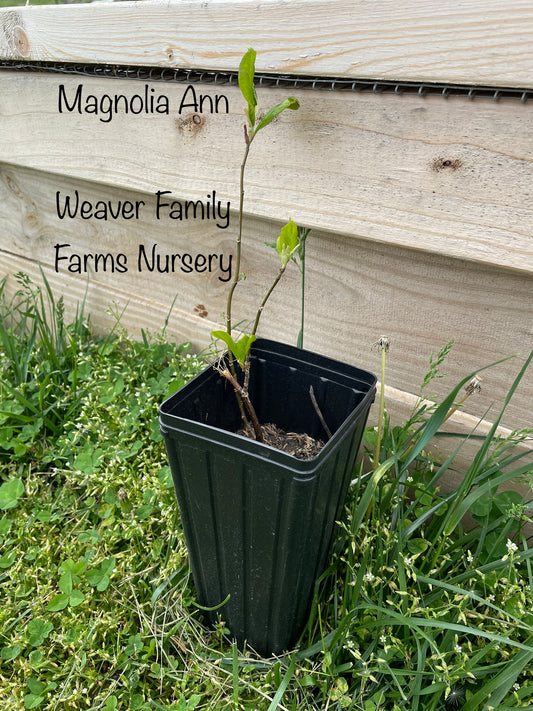 Magnolia Ann Tree