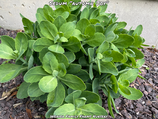 What Does Autumn Joy Sedum Look Like?