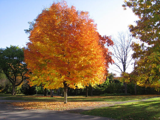 Types Of Maple Trees