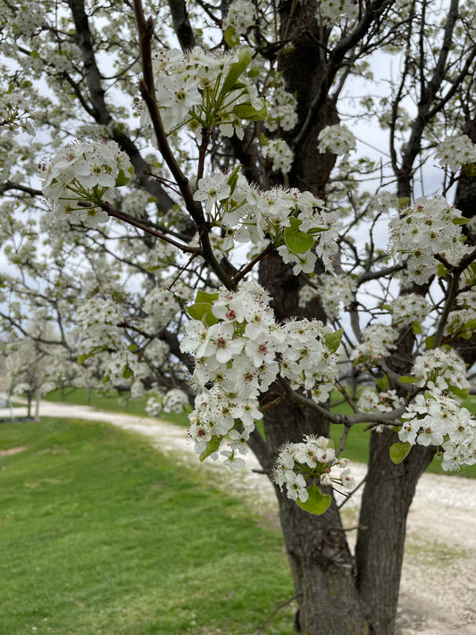 Bradford Pear In The Spring