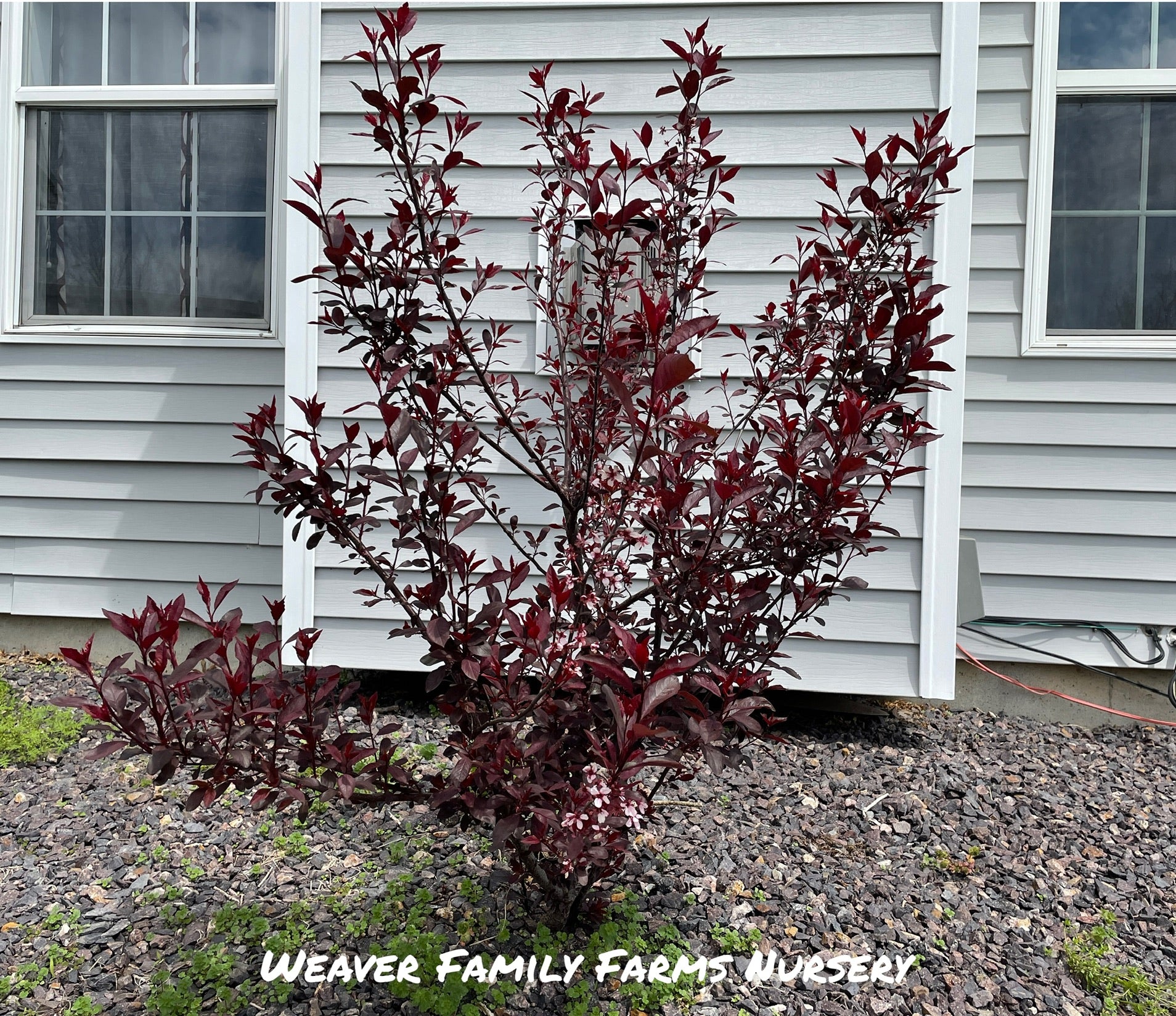 What Does Purple Leaf Sand Cherry Look Like? Weaver Family Farms Nursery