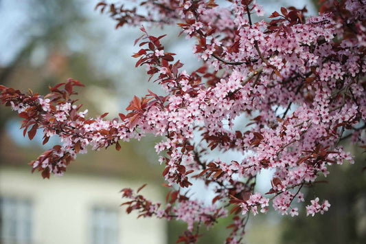 Purple Sand Cherry Plant
