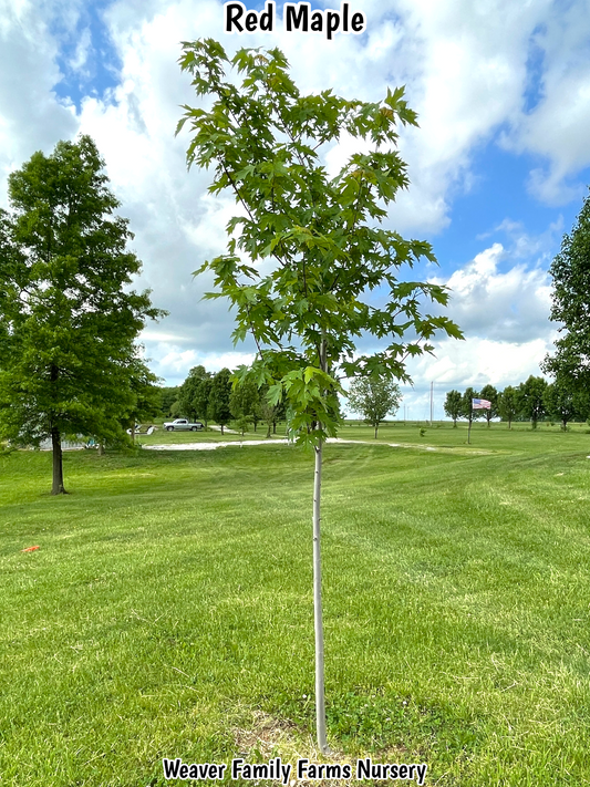 What Does A Red Maple Tree Look Like?