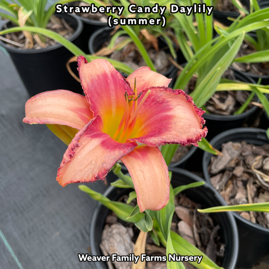 Strawberry Candy Daylily