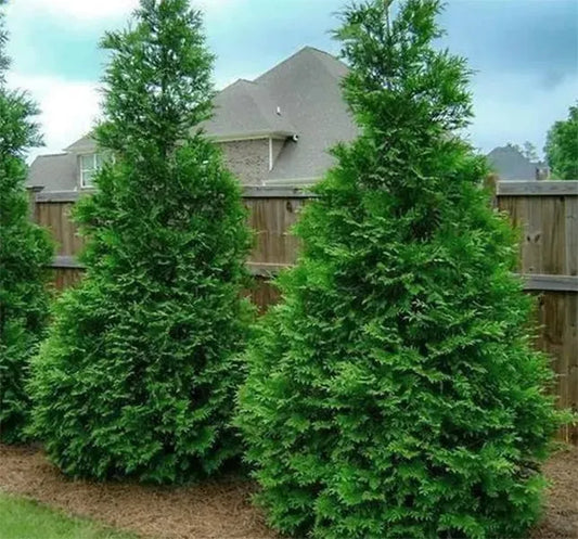 The Green Giant Arborvitae: A Landscaping Marvel