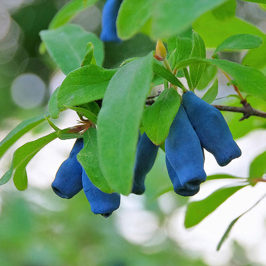 Learn About ‘Indigo Treat’ Haskap Honeyberry Plant