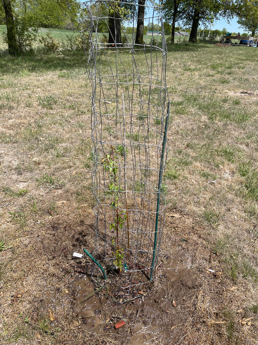 How to Protect Your Young Trees from Rabbits and Deer with Fence Wire