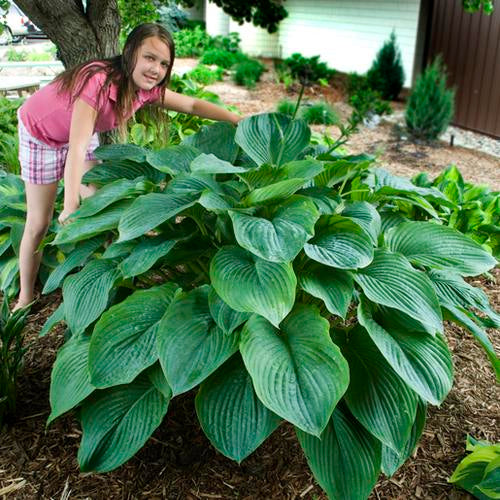 The 20 Most Popular Hostas: A Stunning Selection of Perennials