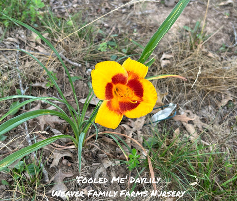 Fooled Me Daylily: A Captivating and Colorful Garden Delight