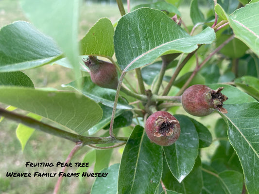 What Does a Fruiting Pear Tree Look Like? Exploring the Beauty and Benefits of Growing Pears