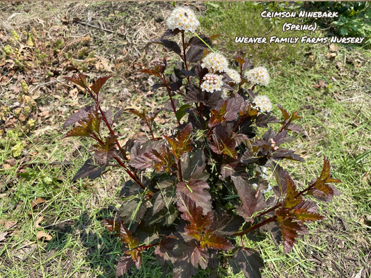 Crimson Ninebark: A Striking Shrub for Your Landscape