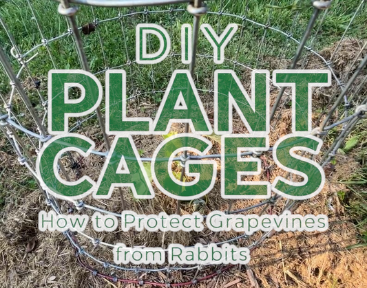How to Build DIY Plant Cages That Keep Rabbits Out and Grapevines Safe