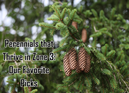 Perennials that Thrive in Zone 3: Our Favorite Picks