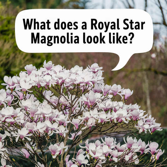 What Does A Royal Star Magnolia Look Like?