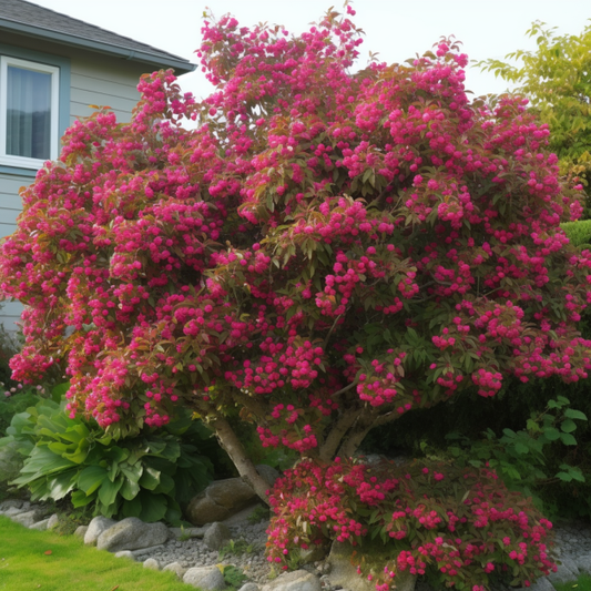 The Captivating Crab Apple Trees: A Signature Offering from Weaver Family Farms Nursery