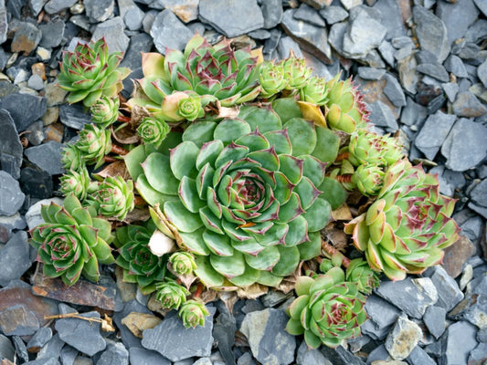 Why Buy A "Hen & Chicks" Succulent Plant?