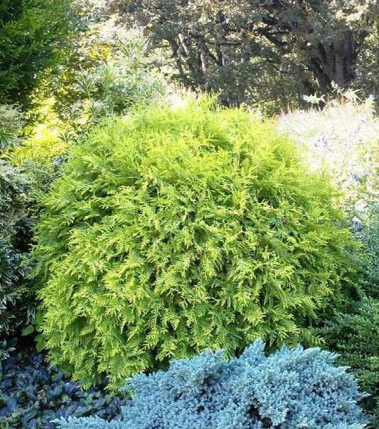 Golden Globe Arborvitae: The Perfect Addition to Your Garden Oasis