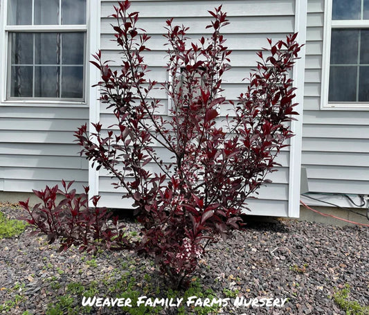 The Purple Leaf Sand Cherry: A Versatile Garden Gem