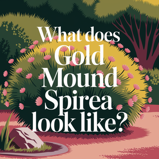 What Does Gold Mound Spirea Look Like?