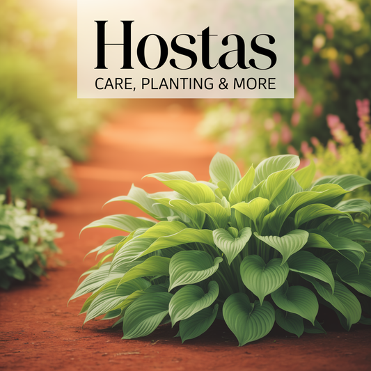 All About Hosta Plants
