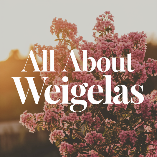 learn all about weigelas