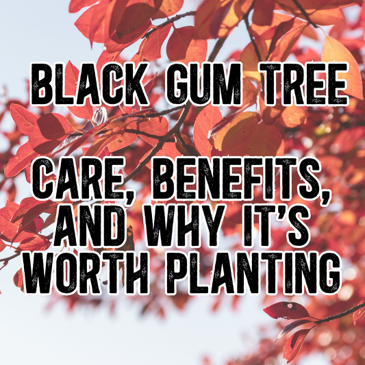 All About Black Gum Trees