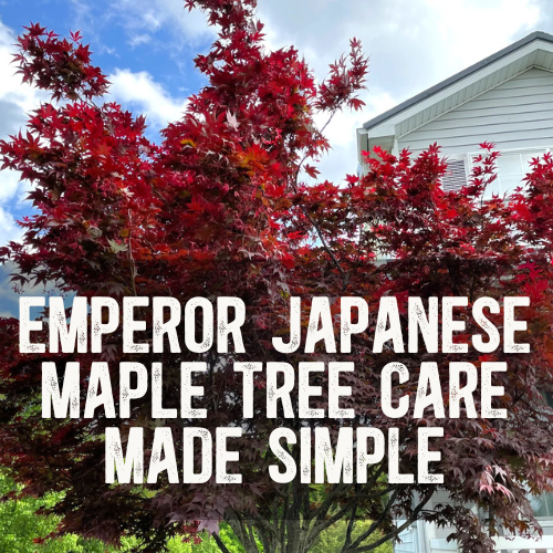 Emperor Japanese Maple Tree Care Made Simple