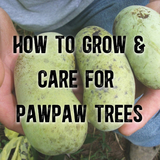How To Grow & Care For Pawpaw Trees
