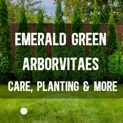 All About Emerald Green Arborvitaes