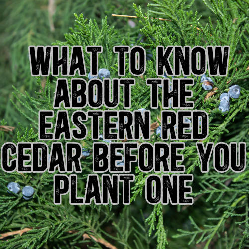All About Eastern Red Cedars