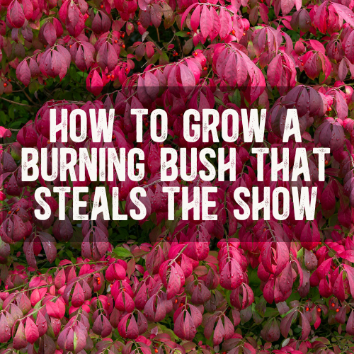 How to Grow a Burning Bush Plant