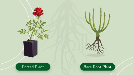 What Is The Difference Between Bareroot VS Potted Trees?