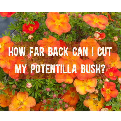 How Far to Cut Back My Potentilla Bush