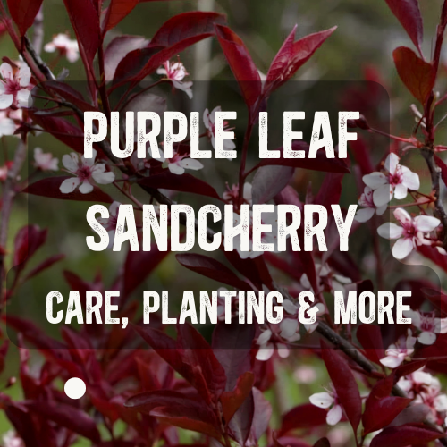 How to Grow Prunus Purple Leaf Sand Cherry
