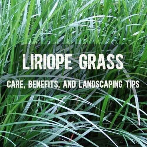 Ultimate Guide to Liriope Plants: Care, Benefits, and Landscaping Tips