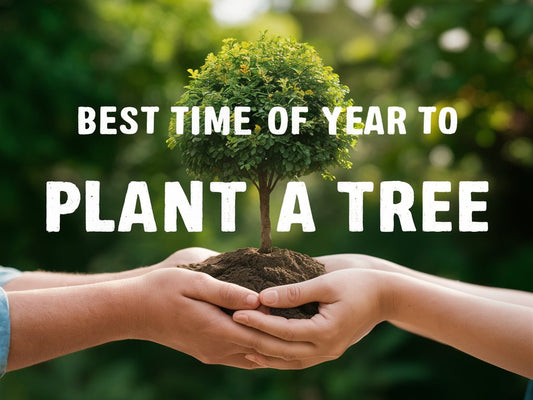 When Is The Best Time To Plant A New Tree?