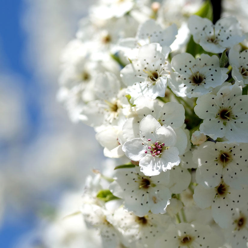 Anjou pear blossoms in spring