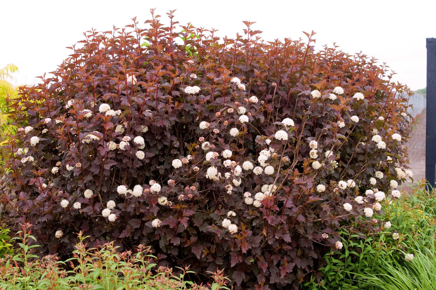 Crimson Ninebark live shrub for sale