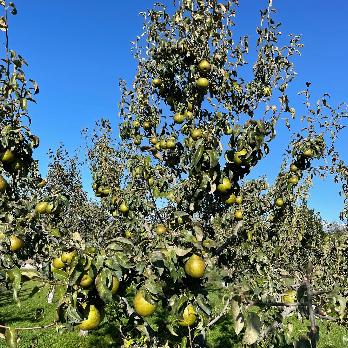 Ripe Anjou pears hanging on the tree