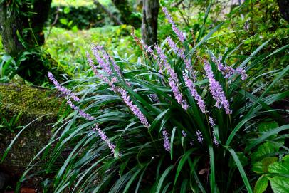Liriope Lily Turf with dense green foliage.