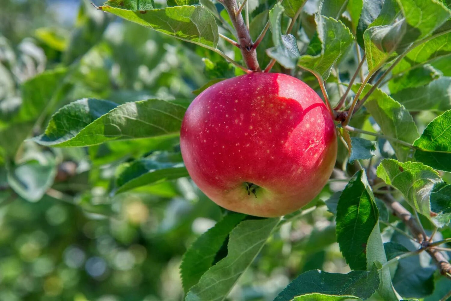 Close-up of red Fuji apples on a branch