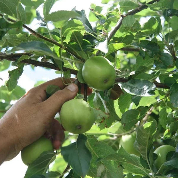 Buy Granny Smith Apple Tree – Homegrown Green Apples