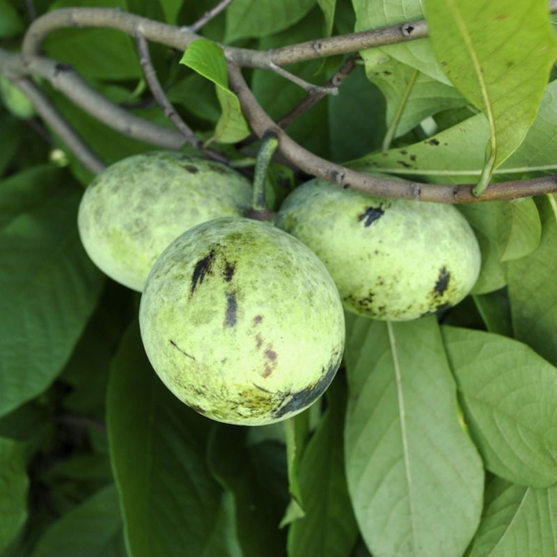 Sweet Yellow-Green Pawpaw Fruit from Grafted Tree