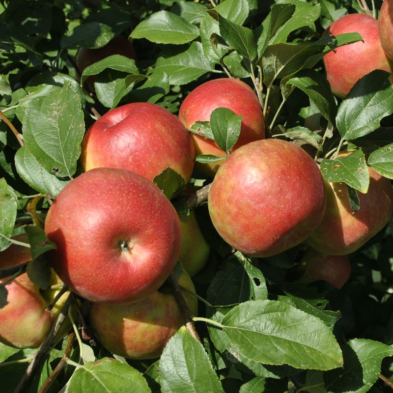 Close-up of Honeycrisp apples