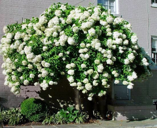 Buy Pee Gee Hydrangea bush for sale online.