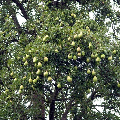 Close-up of Orient pear clusters on a branch