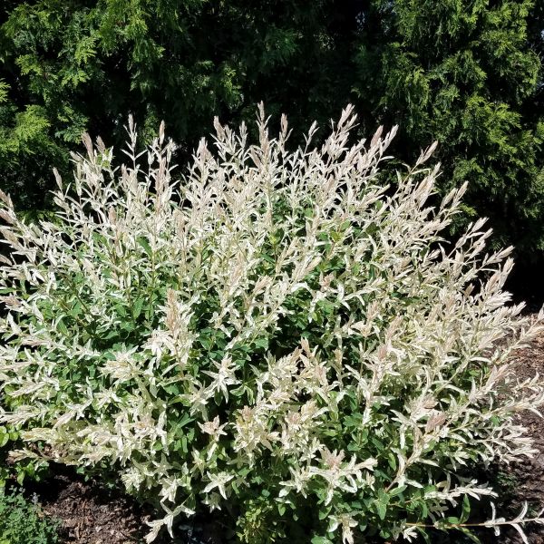 Dappled Willow Bush for Sale – Pink and Green Foliage