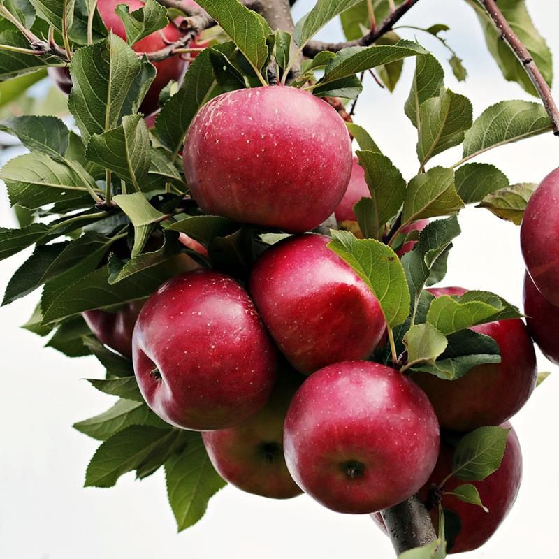 Liberty Apple Tree for Sale | Disease-Resistant Apple Tree